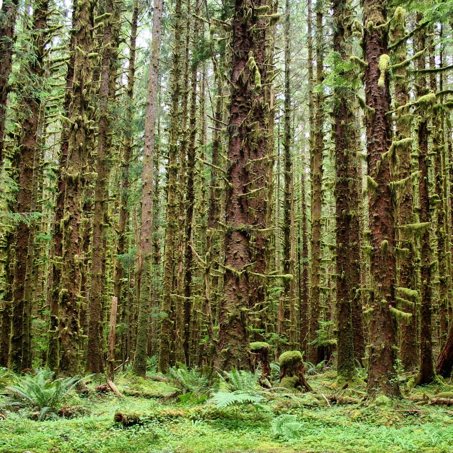 Moosbewachsene Sitka-Fichten und Farne im Hoh Rain Forest