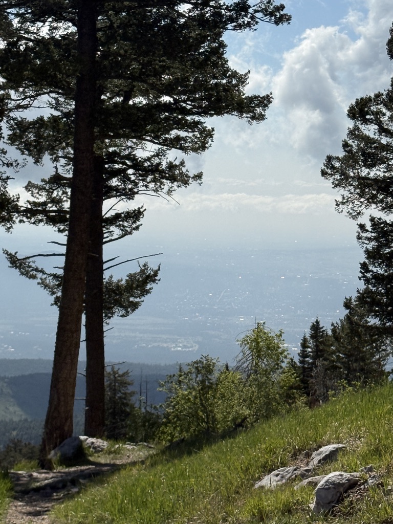Nadelbäume und Wiese am Hang der Sandia Mountains mit Blick ins Tal