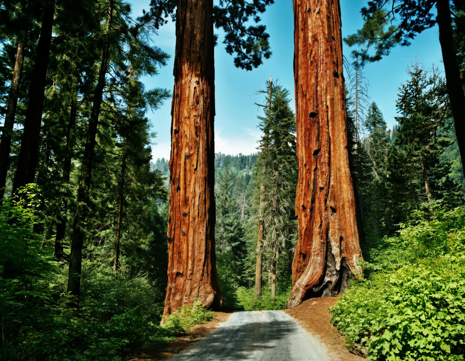 Riesige Mammutbäume am Waldweg im Sequoia National Park, Kalifornien