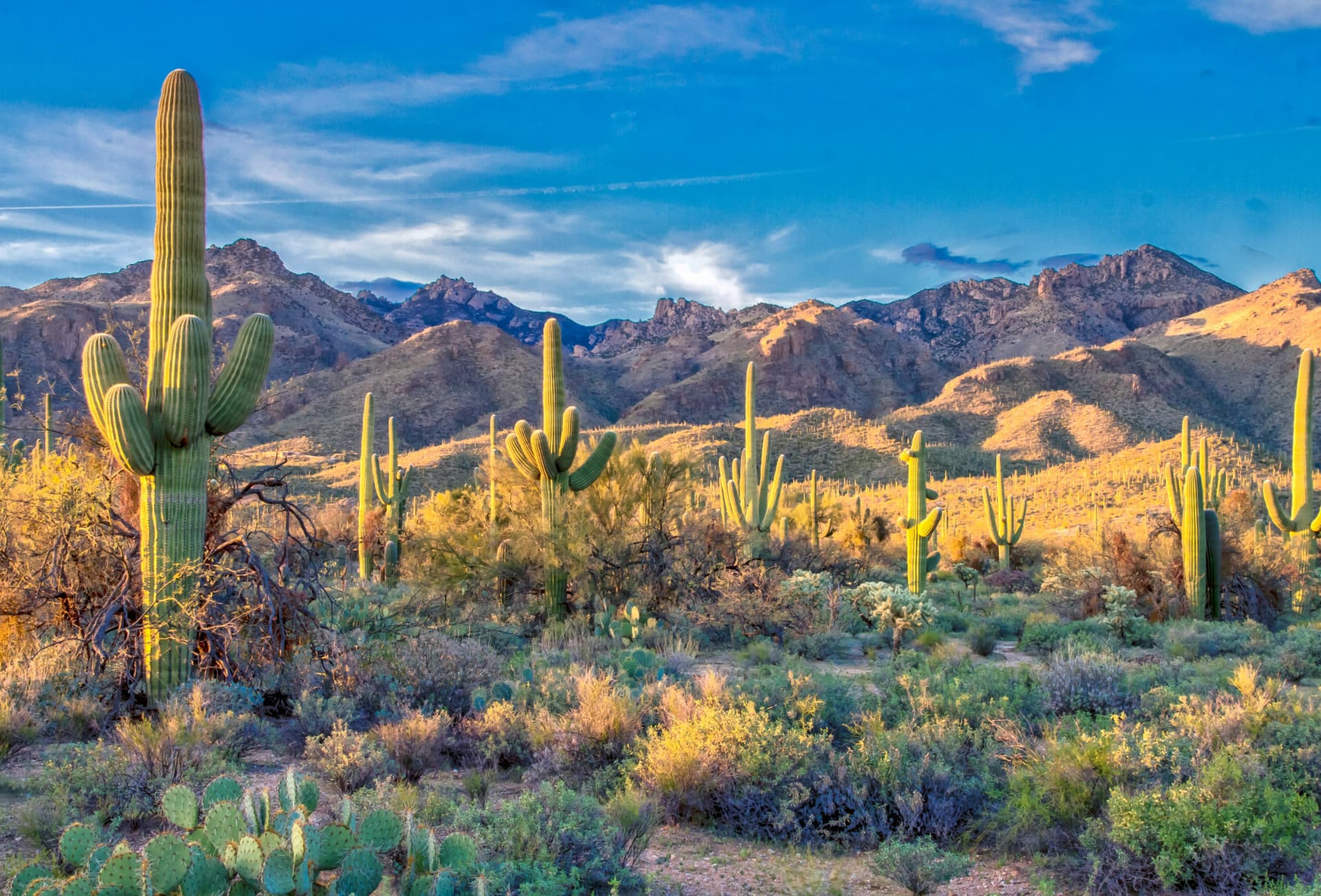 Saguaro-Kakteen vor den Bergen der Sonora-Wüste bei Tucson, Arizona im Abendlicht