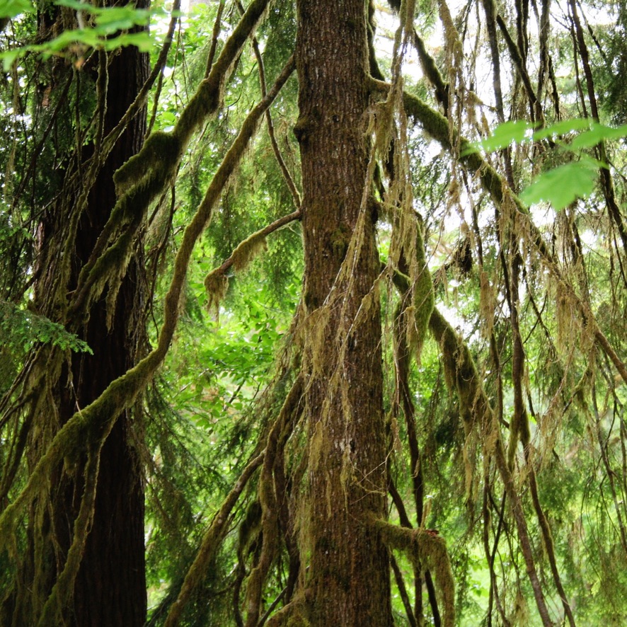 Hoh Rainforest