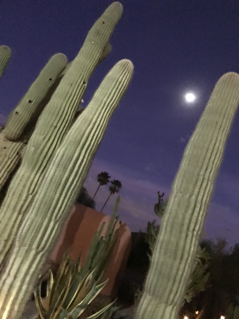 Saguaros bei Nacht auf der White Stallion Ranch