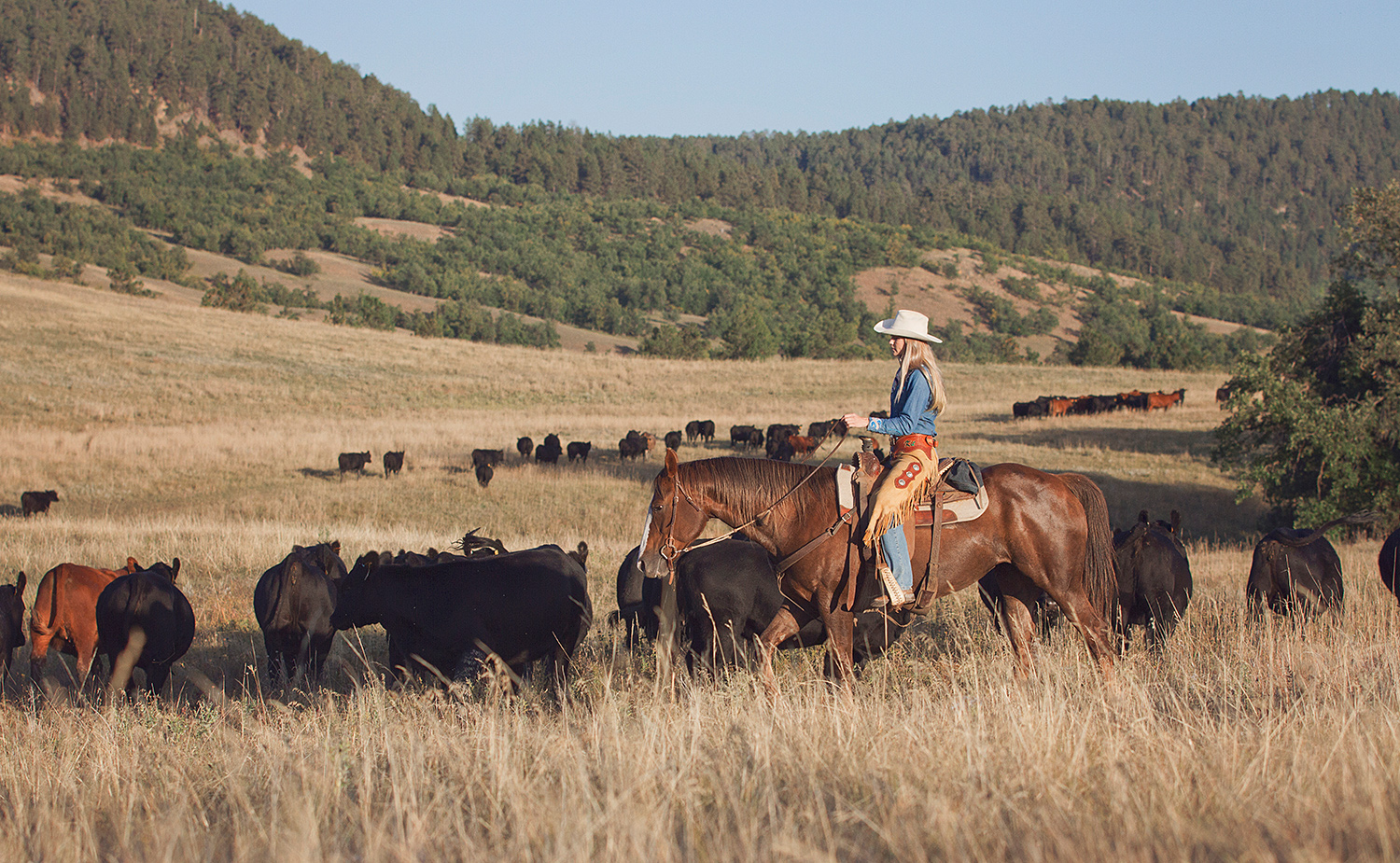 Reiterin treibt Rinder über die Weiden der Diamond 7 Bar Guest Ranch