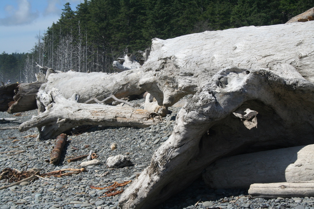 Hoh Rainforest – Moos an den Ästen