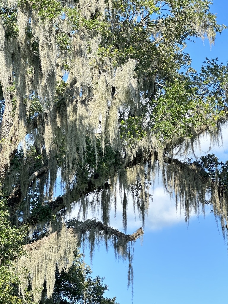 Spanish Moss im Gegenlicht
