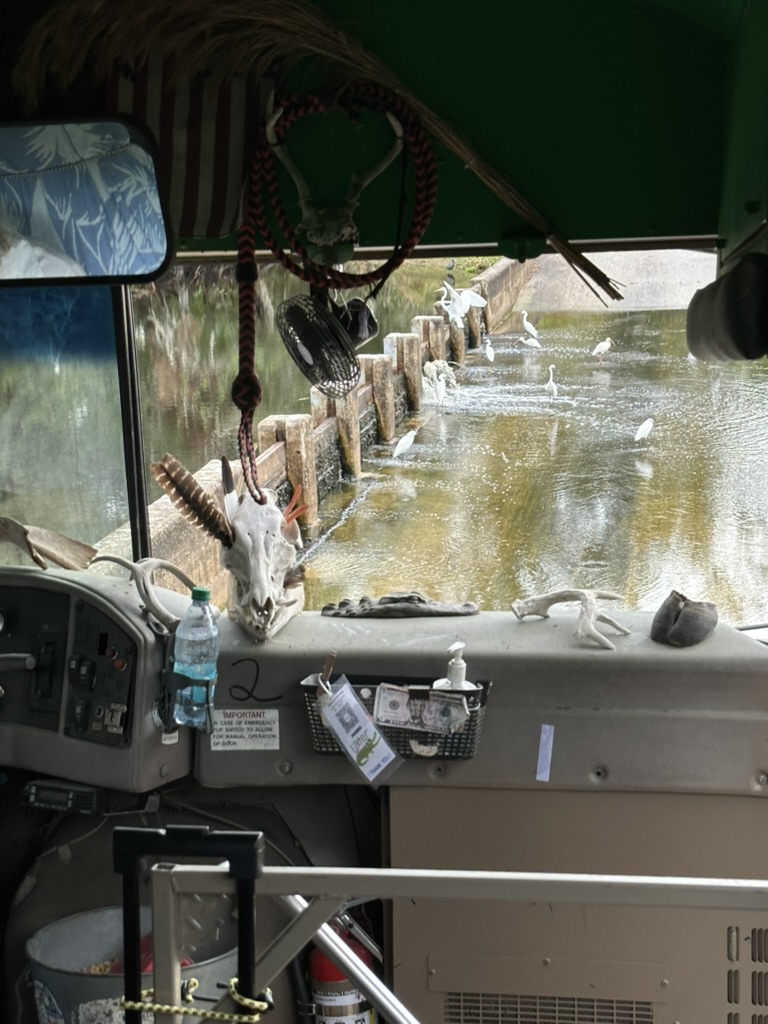 Blick aus dem Safari-Bus auf weiße Reiher im Wasser