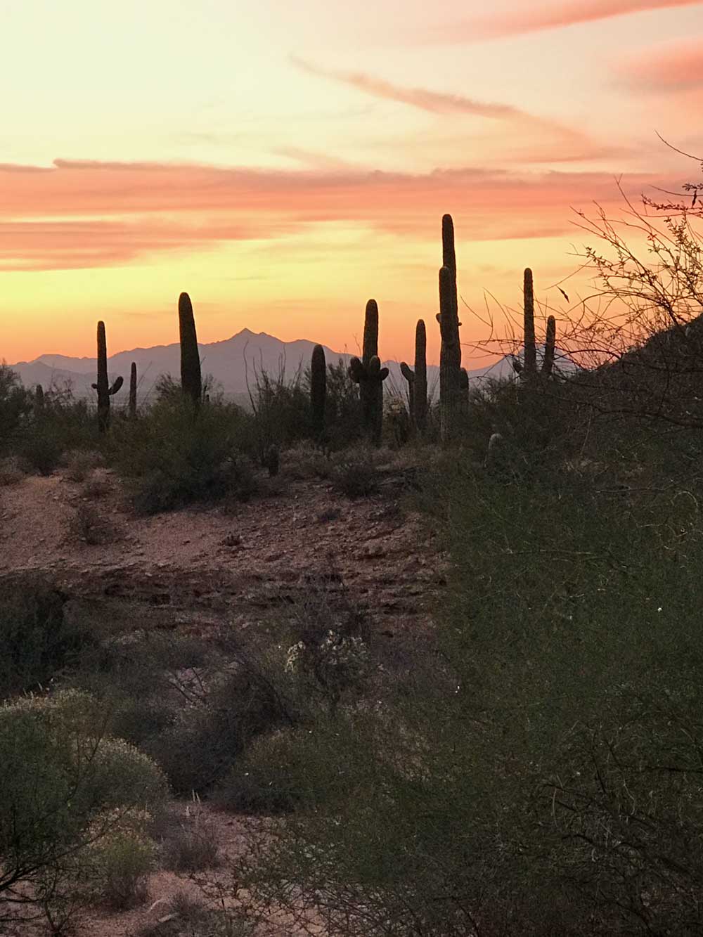 Saguaro-Kakteen im Saguaro National Park bei Sonnenuntergang