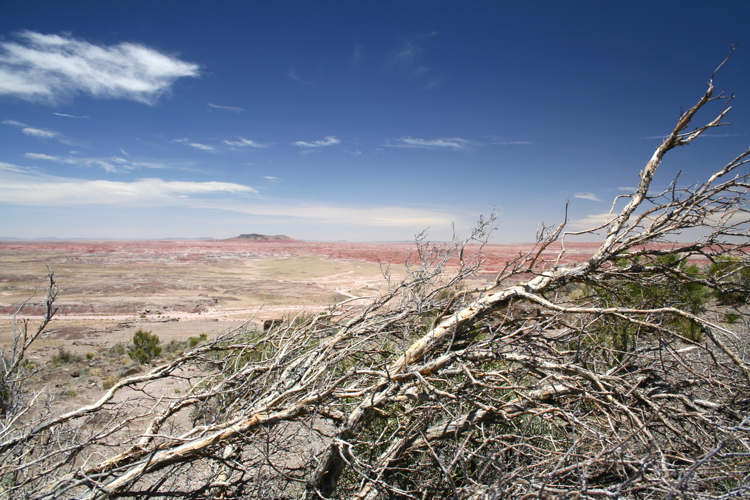 Weiter Blick über die rot gefärbte Painted Desert mit verwittertem Holz im Vordergrund