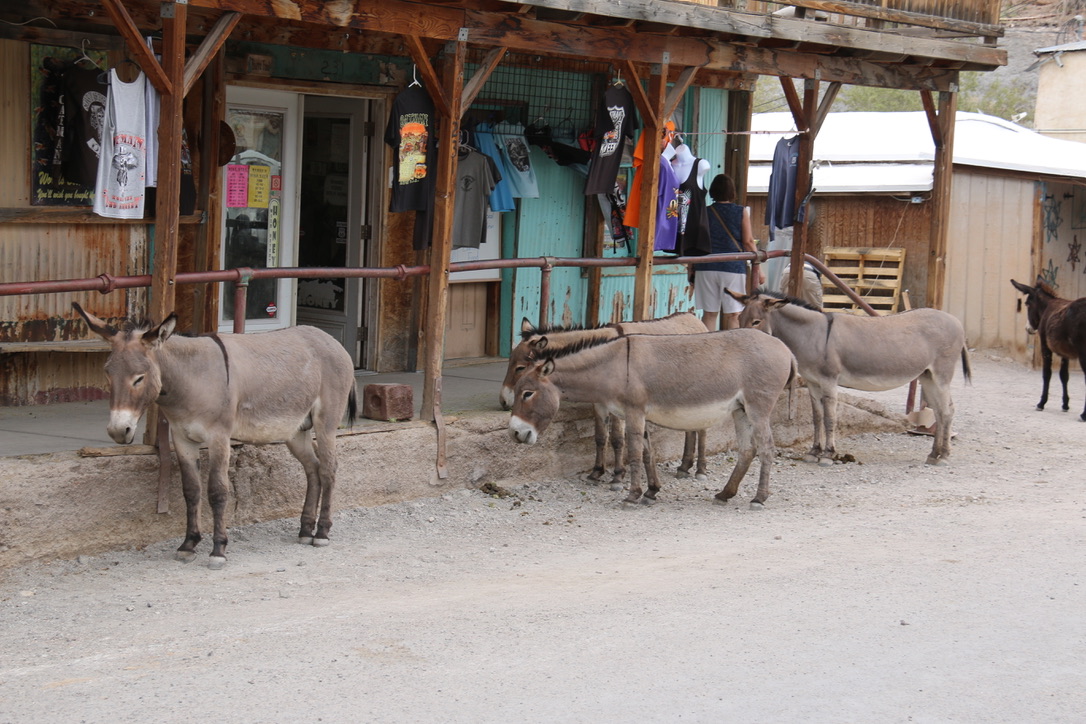Freilaufende Burros vor einem Laden in der Hauptstraße von Oatman