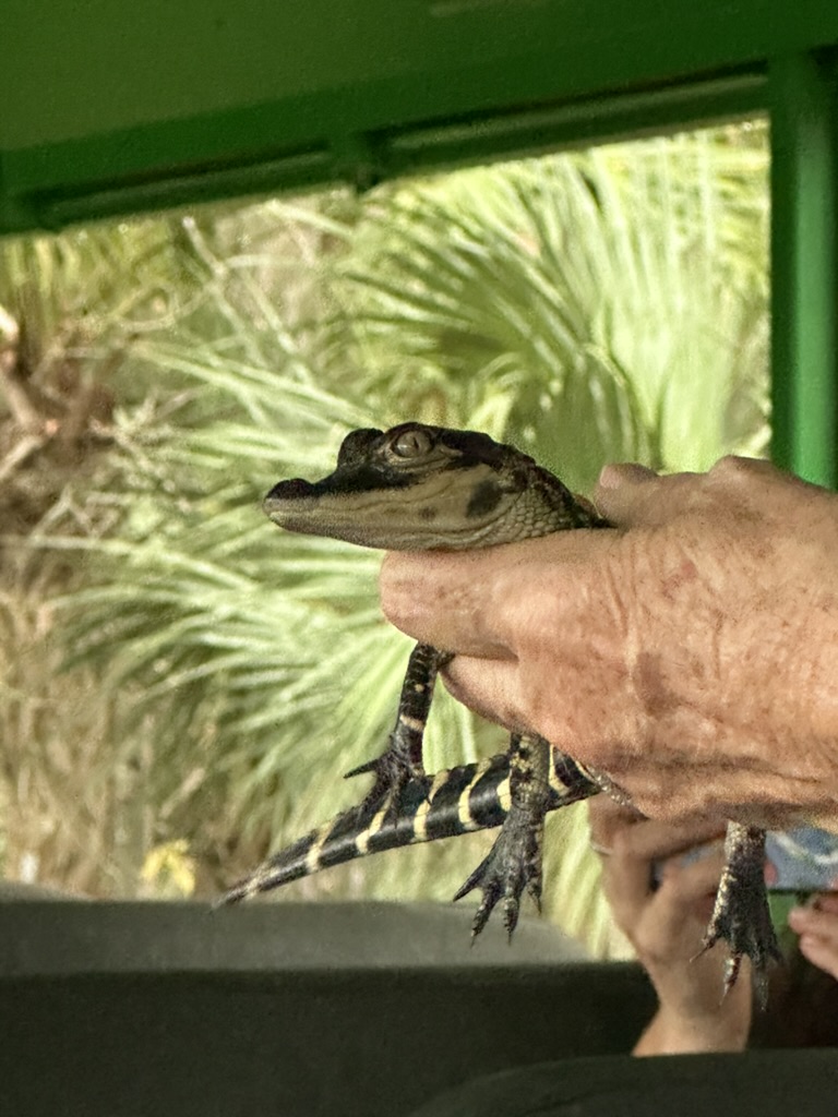Kleiner Alligator in der Hand eines Guides