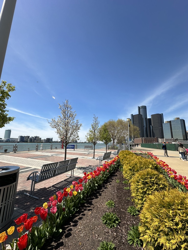 Tulpenbeete am Riverwalk vor der Skyline von Downtown