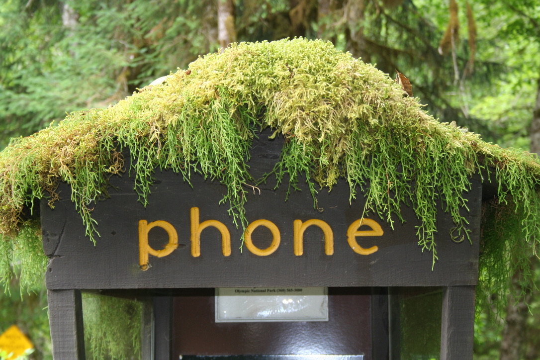 Telefonhäuschen mit dichtem Moosdach im Olympic National Park