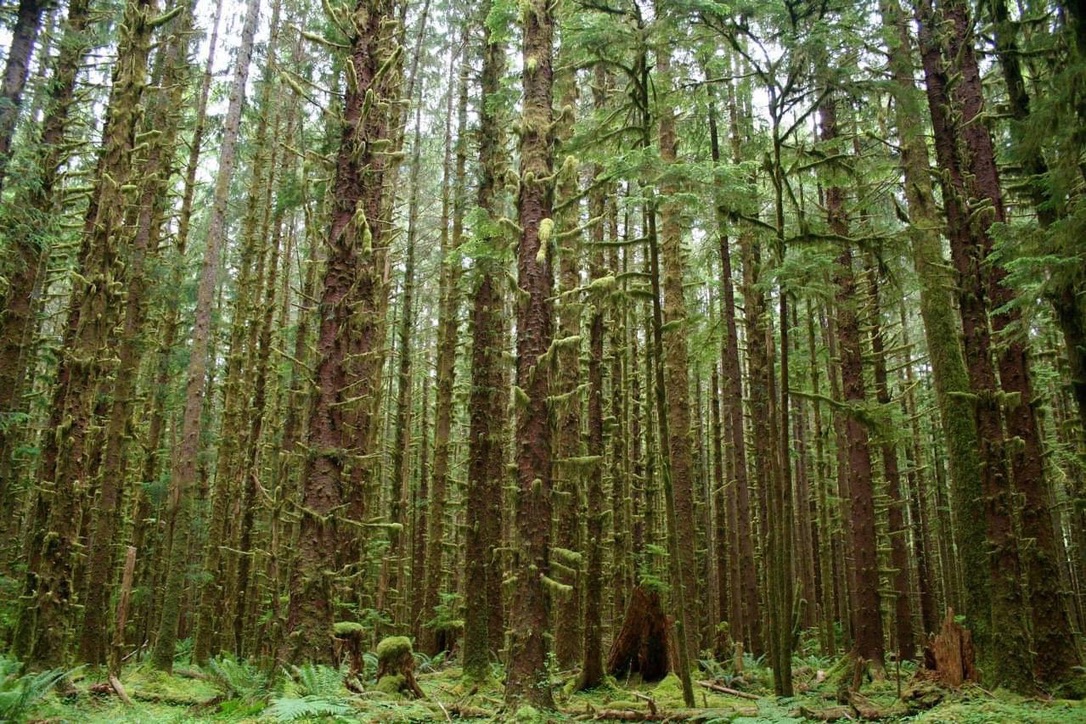 Hoh Rainforest