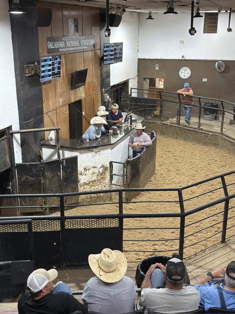 Oklahoma City – Viehauktion in den Oklahoma National Stockyards